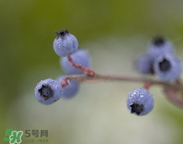 野生藍(lán)莓多少錢一斤？野生藍(lán)莓多少錢一箱？