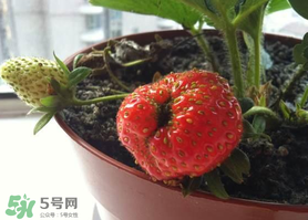 七月份有草莓嗎？7月份有草莓嗎？