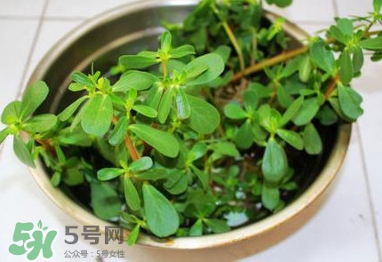 馬蜂菜治什么?。狂R蜂菜的功效與作用