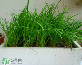 6月份能種韭菜嗎？ 6月份能種韭菜種子嗎？