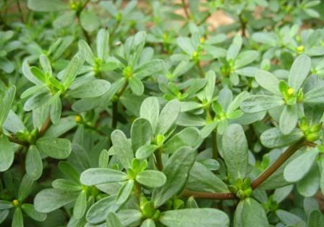 馬蜂菜治什么?。狂R蜂菜的功效與作用