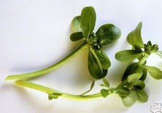 馬蜂菜有毒嗎？馬蜂菜有什么好處