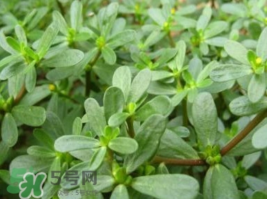 馬蜂菜跟什么相克？什么人不能吃馬蜂菜？