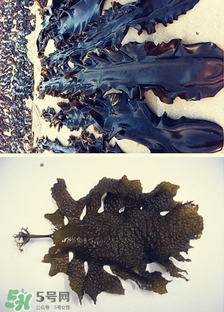 昆布是什么？昆布是海帶嗎