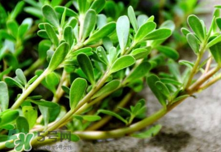 馬蜂菜有毒嗎？馬蜂菜有什么好處