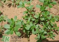 馬蜂菜治什么??？馬蜂菜的功效與作用