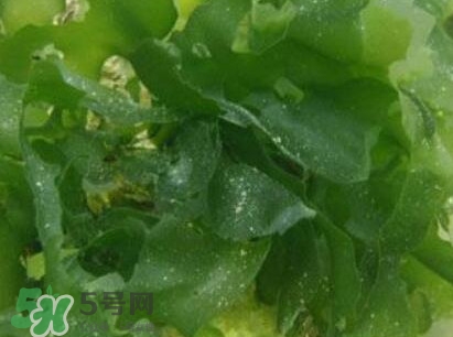 昆布是什么？昆布是海帶嗎