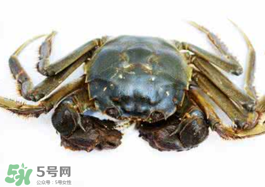 黃浦江邊為什么會(huì)出現(xiàn)大閘蟹？黃浦江岸邊驚現(xiàn)大閘蟹