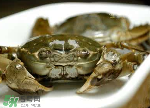 黃浦江邊為什么會(huì)出現(xiàn)大閘蟹？黃浦江岸邊驚現(xiàn)大閘蟹