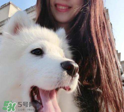 薩摩耶多少錢一只？小薩摩耶多少錢一只？