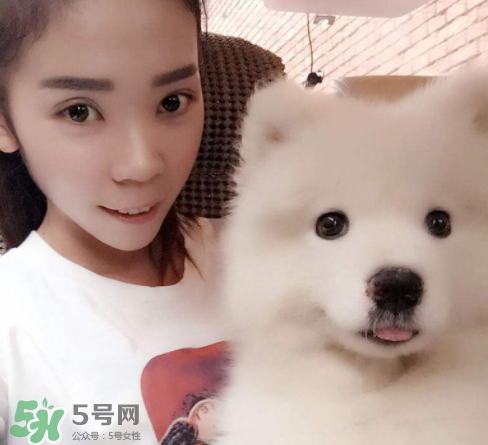 薩摩耶多少錢一只？小薩摩耶多少錢一只？