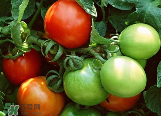 青西紅柿放紅了能吃嗎？青西紅柿放熟了能吃嗎？