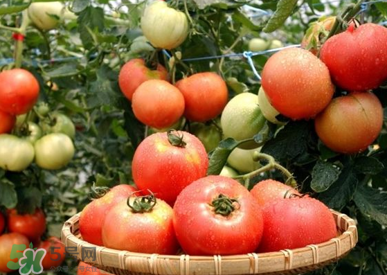 青西紅柿放紅了能吃嗎？青西紅柿放熟了能吃嗎？