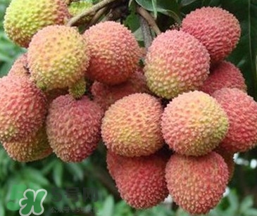 增城掛綠荔枝最貴多少錢？掛綠荔枝和普通荔枝有什么區(qū)別