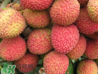增城和從化荔枝哪個出名？哪種荔枝最有名