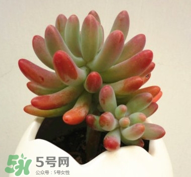 多肉植物能吃嗎？多肉植物哪些可以吃