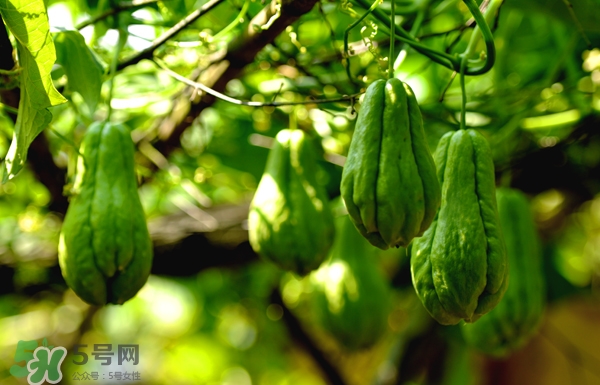 佛手瓜是涼性還是熱性？佛手瓜是什么樣子？