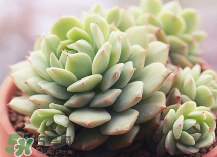 多肉植物能吃嗎？多肉植物哪些可以吃