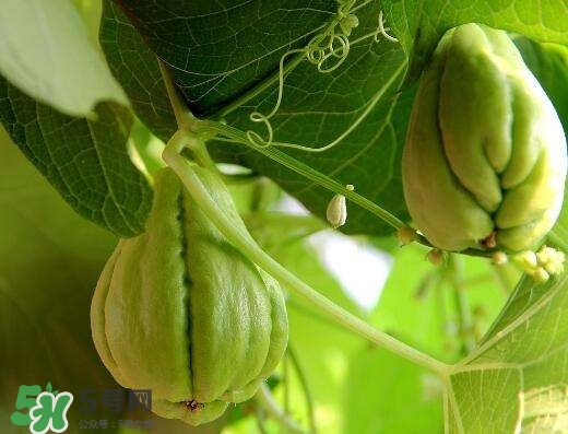 佛手與佛手瓜有什么區(qū)別？佛手與佛手鉗有什么區(qū)別