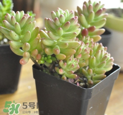 多肉植物能吃嗎？多肉植物哪些可以吃