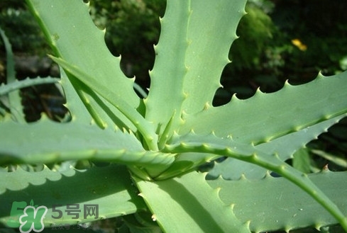 多肉植物能吃嗎？多肉植物哪些可以吃