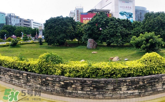 掛綠荔枝為什么這么出名？掛綠荔枝的由來和傳說