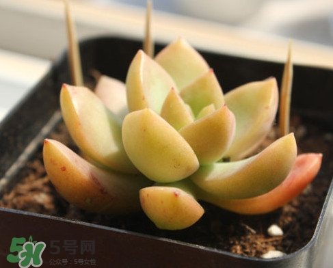 多肉植物能吃嗎？多肉植物哪些可以吃