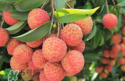 黑葉荔枝有什么特點？黑葉荔枝的功效