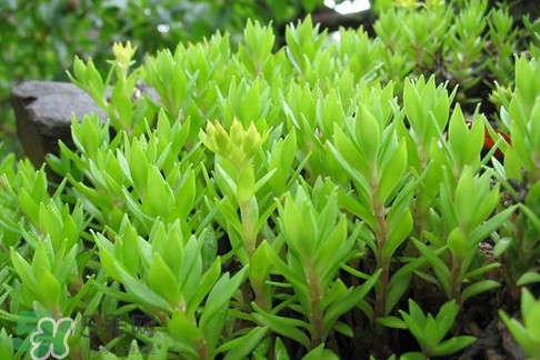 多肉植物能吃嗎？多肉植物哪些可以吃