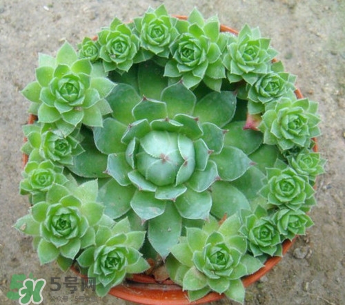 多肉植物能吃嗎？多肉植物哪些可以吃