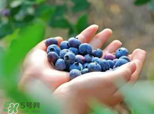 藍(lán)莓和楊梅能一起吃嗎？藍(lán)莓和楊梅可以一起泡酒嗎？