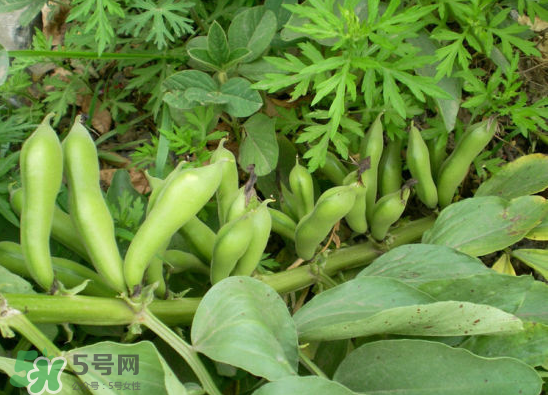 夏天可以種什么蔬菜？夏天適合種什么蔬菜？