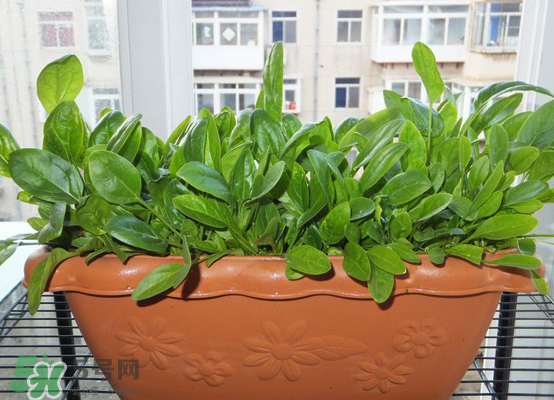 夏天可以種什么蔬菜？夏天適合種什么蔬菜？