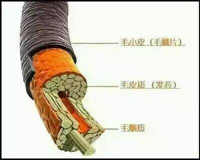 歐貝芙洗發(fā)水怎么樣？歐貝芙洗發(fā)水好用嗎