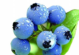 藍莓和楊梅能一起吃嗎？藍莓和楊梅可以一起泡酒嗎？