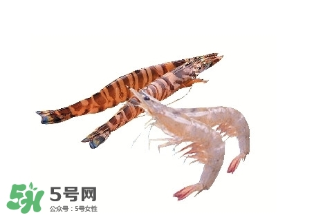 竹節(jié)蝦多少錢一斤？2017竹節(jié)蝦價格