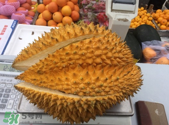 托曼尼榴蓮怎么才是熟？托曼尼榴蓮怎么看生熟？