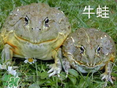 牛蛙什么時(shí)候最好吃肉最多？牛蛙幾月份的最好吃？