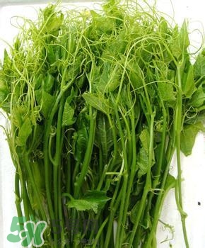 龍須菜有幾種？龍須菜多少錢一斤？