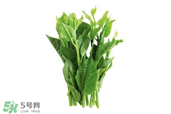 龍須菜有幾種？龍須菜多少錢一斤？