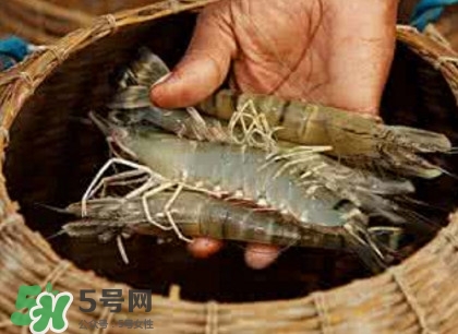 竹節(jié)蝦多少錢一斤？2017竹節(jié)蝦價格