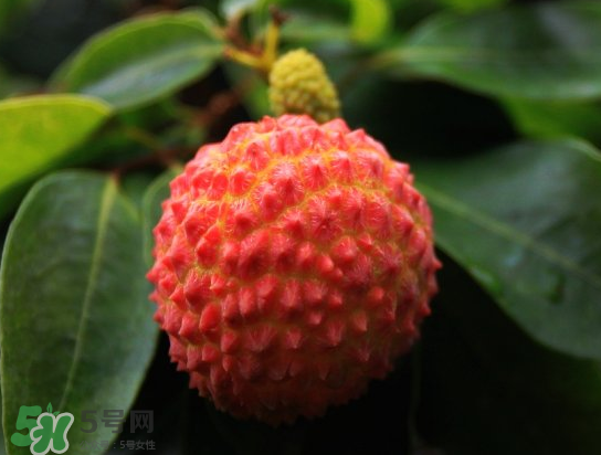 8月份還有荔枝嗎？荔枝幾月份下市？
