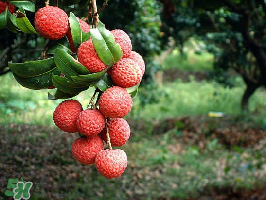 8月份還有荔枝嗎？荔枝幾月份下市？