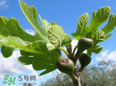 無花果葉子煮水有什么作用？無花果葉泡水喝的功效