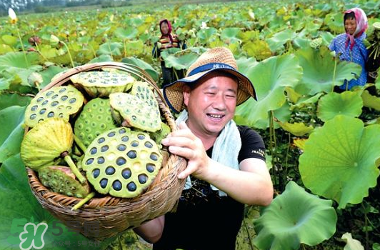 蓮蓬不能和什么同吃？蓮蓬和什么相克？