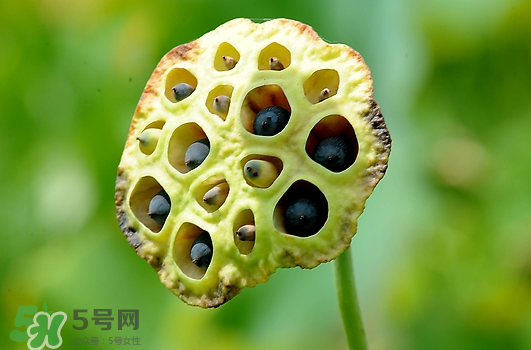 蓮蓬不能和什么同吃？蓮蓬和什么相克？
