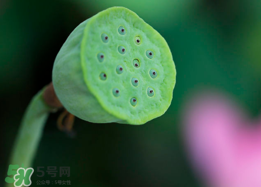 蓮蓬可以放多久？蓮蓬可以放冰箱嗎？