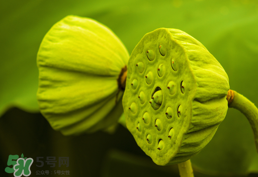 蓮蓬可以放多久？蓮蓬可以放冰箱嗎？
