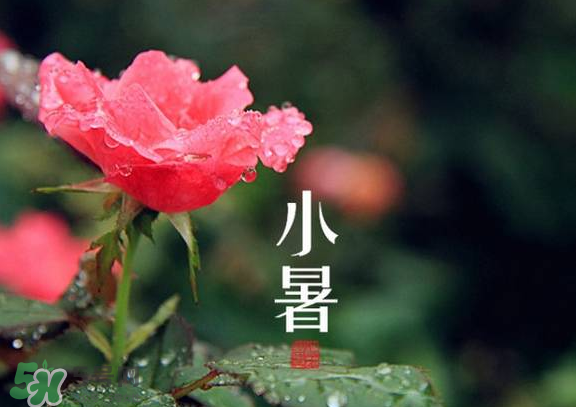 小暑是入伏嗎？小暑是不是入伏？