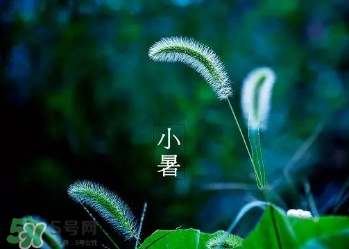小暑是頭伏嗎？小暑是初伏嗎？